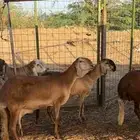 ضامين سواكن درمنيات صنف بفحلها مراح واحد