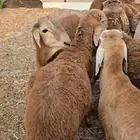 طليان سواكن حمريات