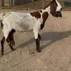 عنز هنديه دافع علي ولاده