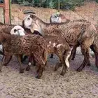 رخال درمانيات فواخر بفحلوها مراح واحد