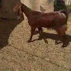 معزا قبرصيات دهم دبس