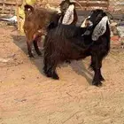 عنز عارضية حليب وافر شرط