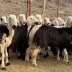 نجد صنف مراح