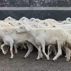 حريات فاخره وسعر طيب