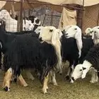 الرخال النجد الفاخره والمراح