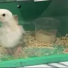 للييع كتكوت