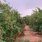 مطلوب ارض زراعية بصك