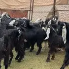 جفار مراح للمربي لا تفوته