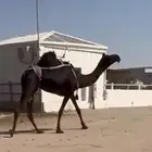 للبيع العشرا منوه القناي ..