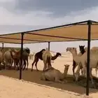 مضلات_الابل  مضلا_الإبل