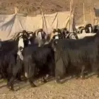 معزاء عوارض صنف