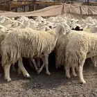مراح حرش طيبه