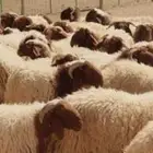 جزار مصرى لدبح الأغنام