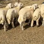 طليان طيبه 11 رأس الموقع محافظة القنفذة القوز