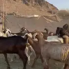 معزاء مصريات جبره وفاخره