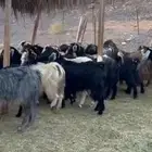 معزاء المراح الواحد واتلاد