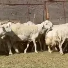 المراس المراح الفاخر والدفيع