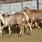 السواكن المراح الفاخر