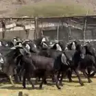 معزاء عوارض مراح