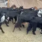 معزاء عوارض وصغار سن