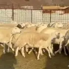 حرش فاخره ونضيفه