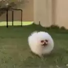 بومرنيان أنثىتين