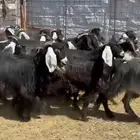 جفار مراح ومشروطه