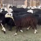 النجد صغار السن لاتفوتك