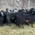 معزاء اتلاد ودفيع وصغار سن