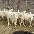 رخال حريات دفيع