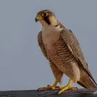 مطلوب شيهانه بسعر معقول