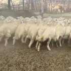 طليان ورخال حريه ذبايح