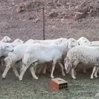 حريات مراح