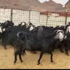 معزاء مراح ونضفه