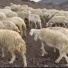 رخال حرش مراح