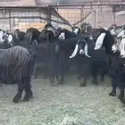 معزاء عوارض مراح