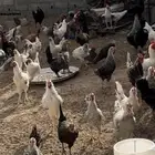 دجاج بلدي