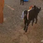 3 تيوس طيبه بالحيل عمر 5 شهور