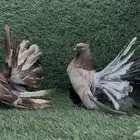 حمام شماسي أمريكي