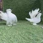 حمام شماسي