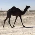 للبيع مفروده طيبه ابيها سويدان الأمير متعب ومها معها ف .