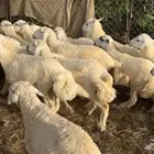 طليان حريه اضاحي 32