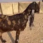 عنز كموريه مضرع