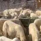 الحريات للي غنم المراح