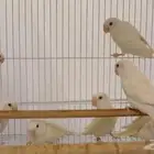 طيور روز ألبينو إنتاج محلي للبيع
