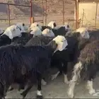 ضان نجد مراح