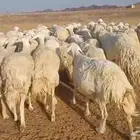 غنم حريات للبيع مراح واحد 70 تحتها 3 والباقي دفيع وبفحلها
