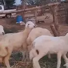 رخال وخرفان حري من 850 ريال