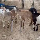 سواكني فل شحم