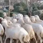 رخال بلدي شحم لحم من 650 ريال